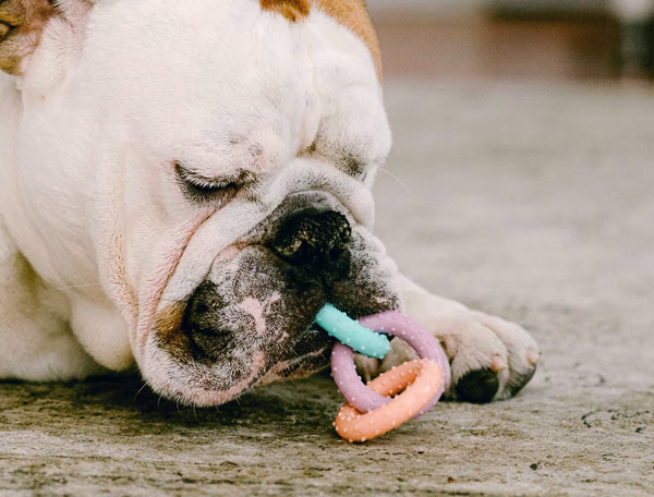 Apawthecary pet wellness tinctures